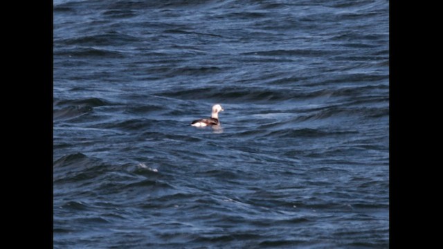 Long-tailed Duck - ML611599390