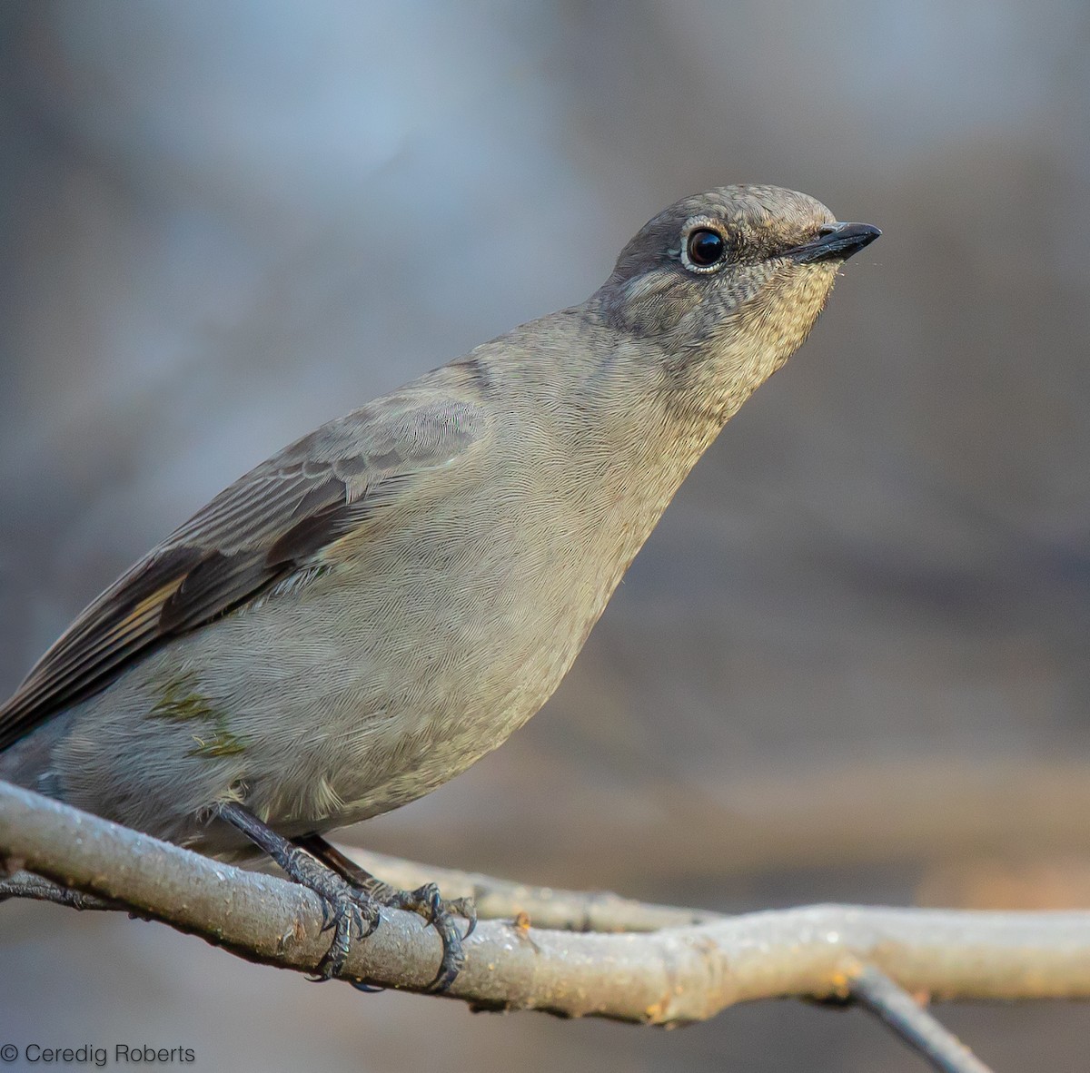 Townsend's Solitaire - ML611599583