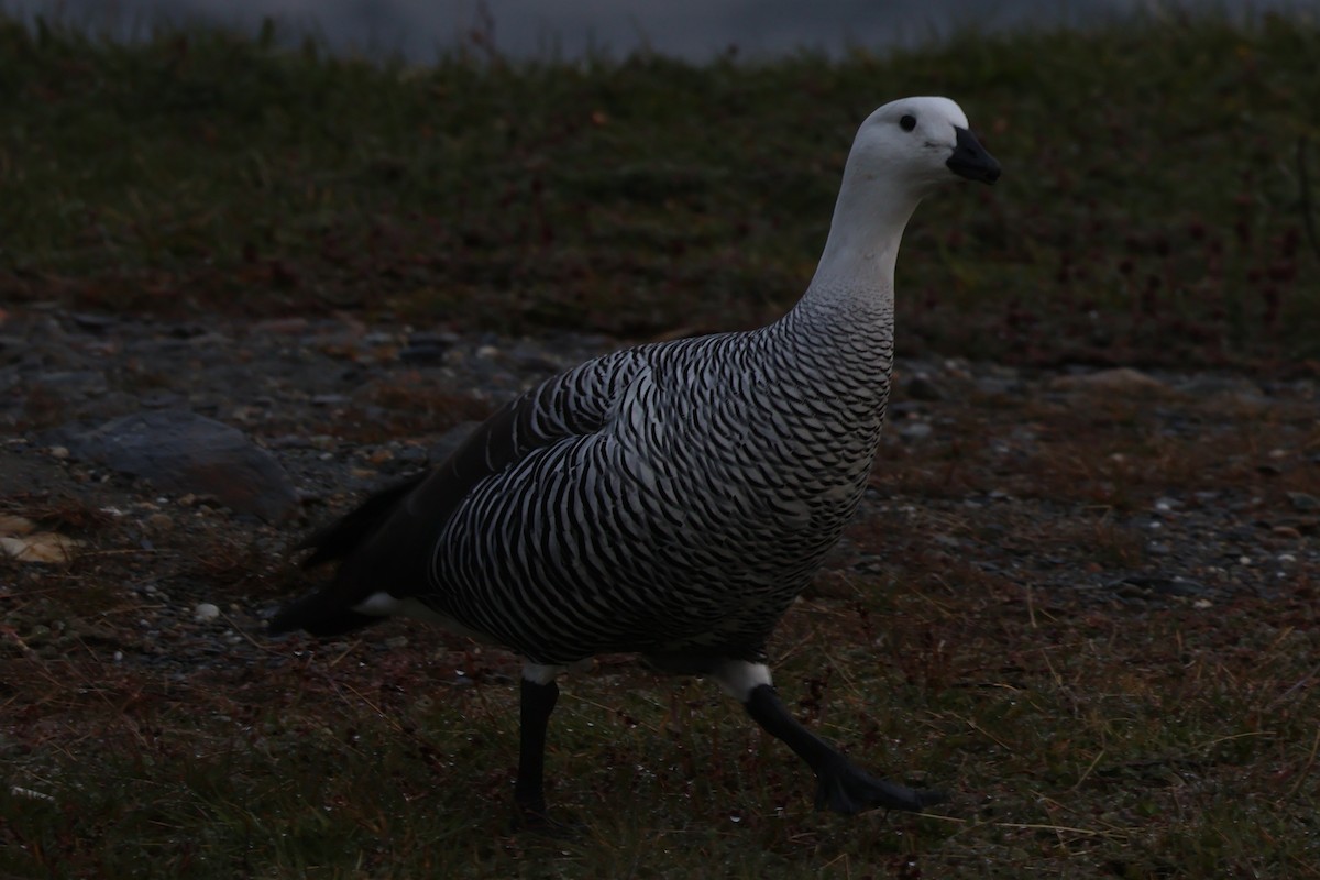 Upland Goose (Bar-breasted) - ML611599594