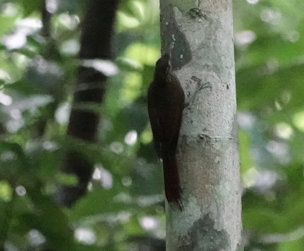 Long-tailed Woodcreeper - ML611599757