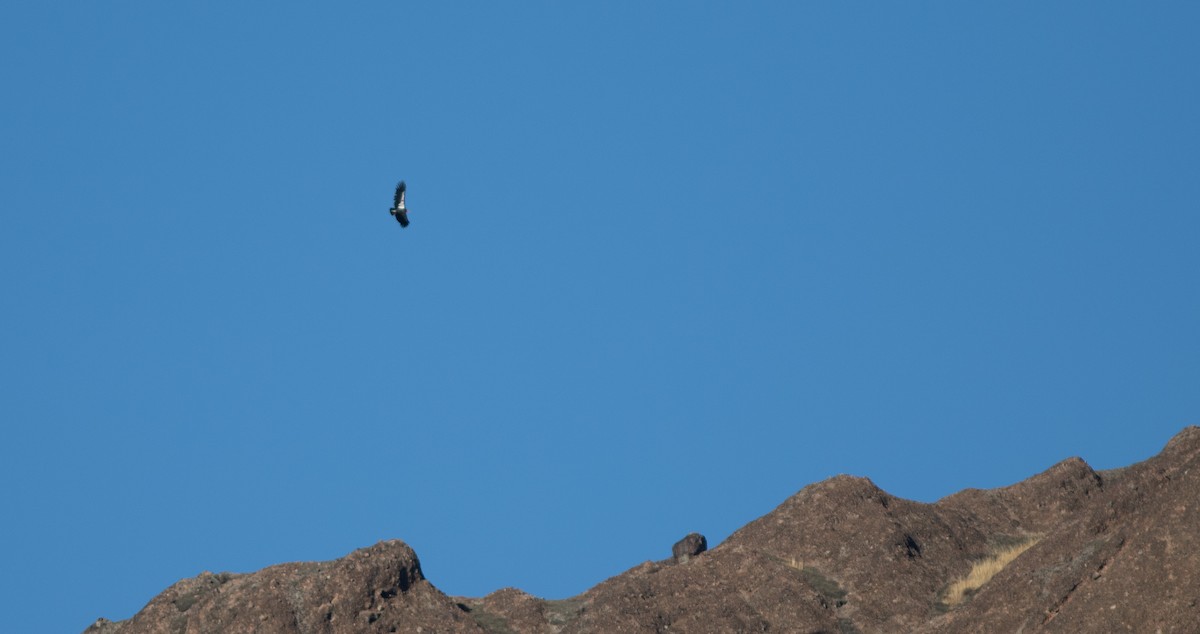 Condor de Californie - ML611599800