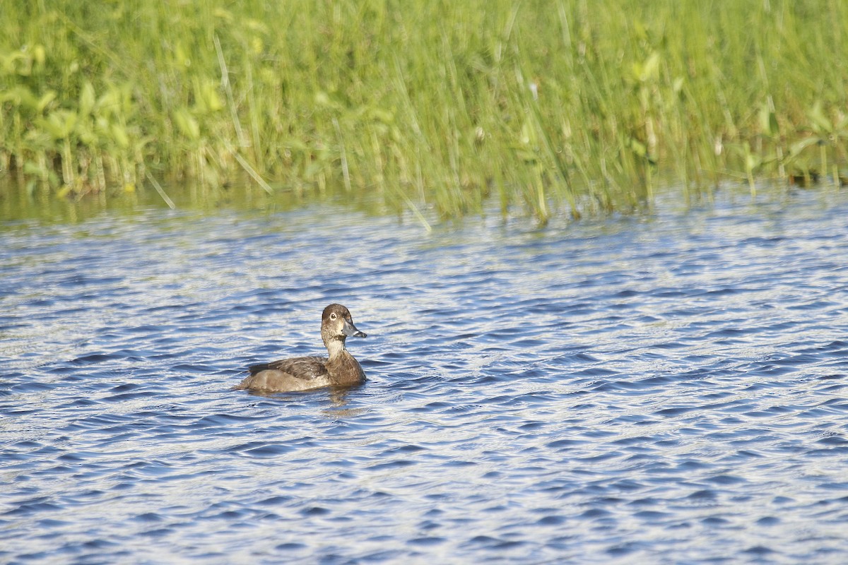 Ring-necked Duck - ML611599904