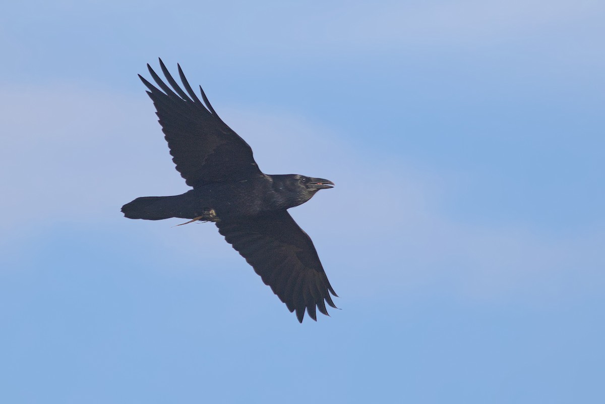 Common Raven - ML611600595