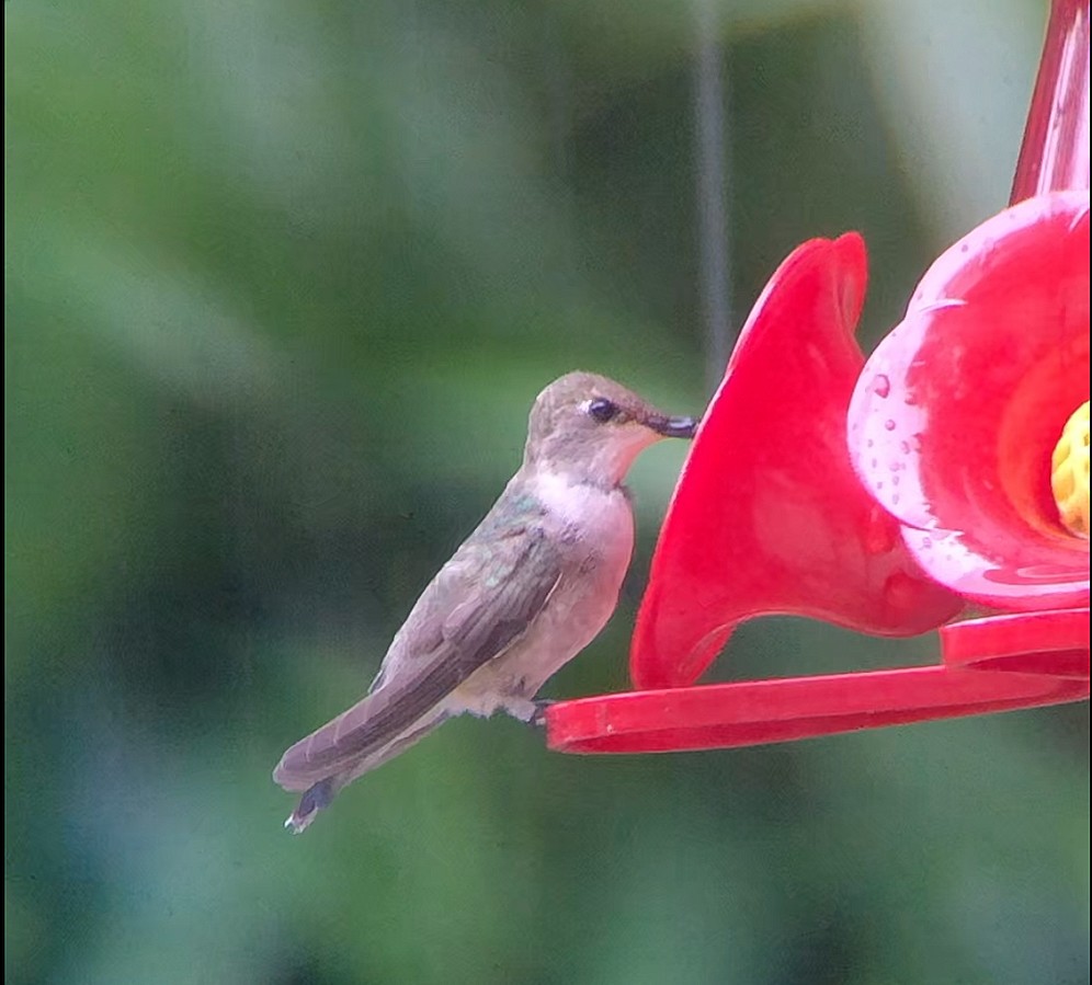 Black-chinned Hummingbird - ML611600665