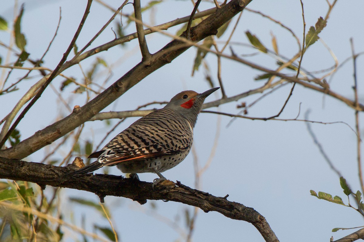 Northern Flicker (Red-shafted) - ML611600822