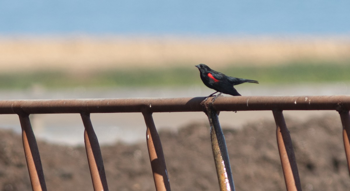Red-winged Blackbird (California Bicolored) - Doug Hitchcox