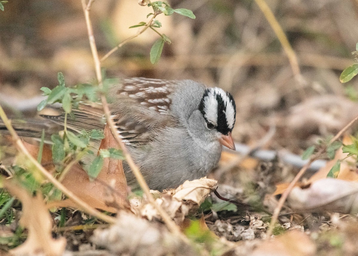 White-crowned Sparrow - ML611600887