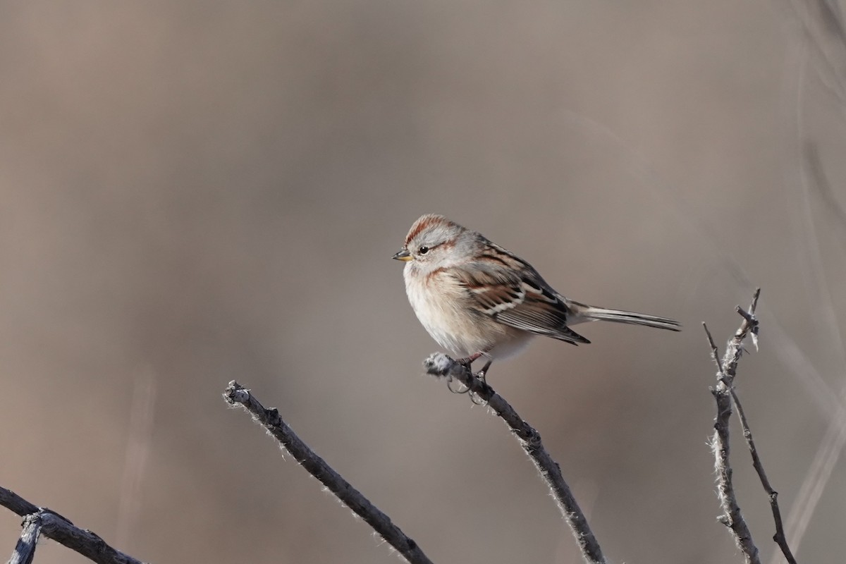 American Tree Sparrow - ML611600907