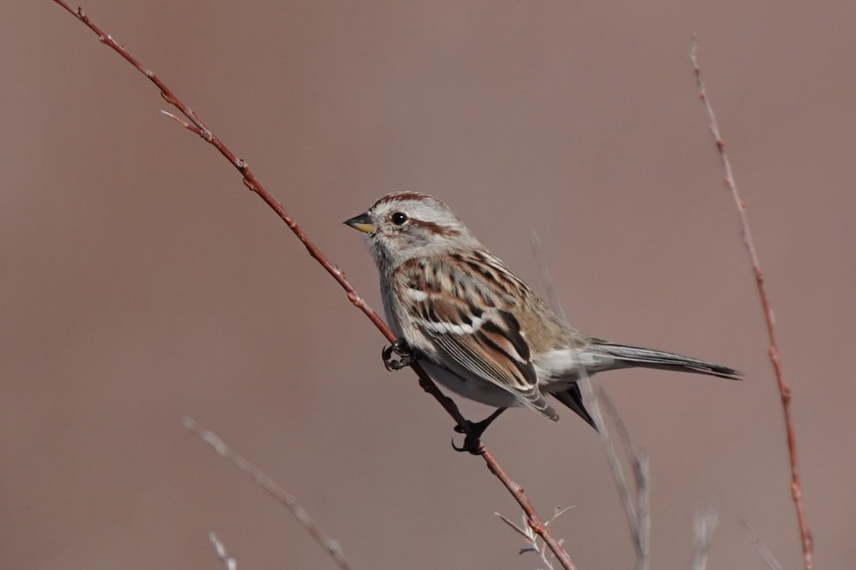 American Tree Sparrow - ML611600908