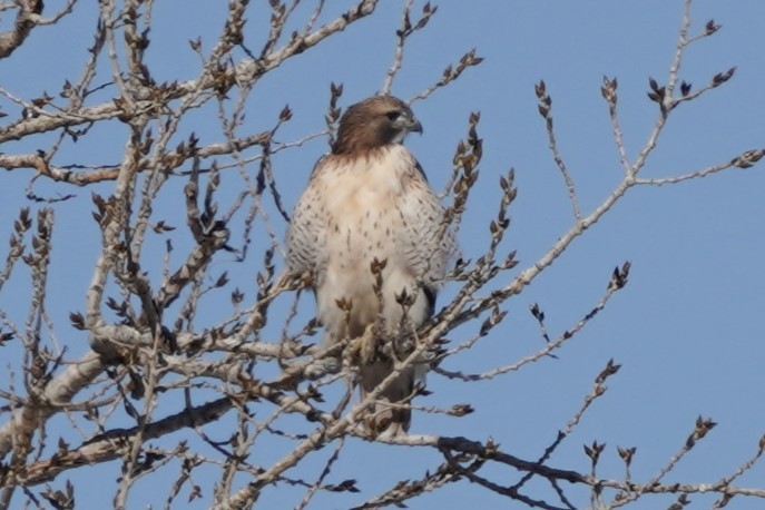 Red-tailed Hawk - ML611601072