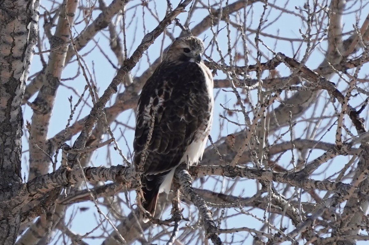 Red-tailed Hawk - ML611601079