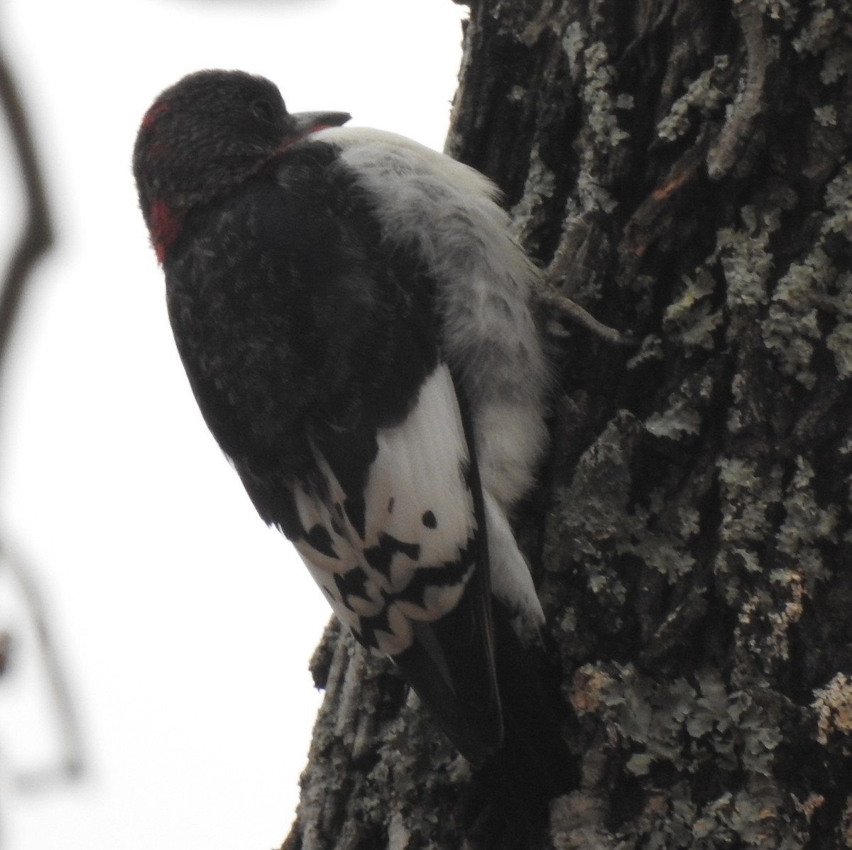 Red-headed Woodpecker - ML611601471