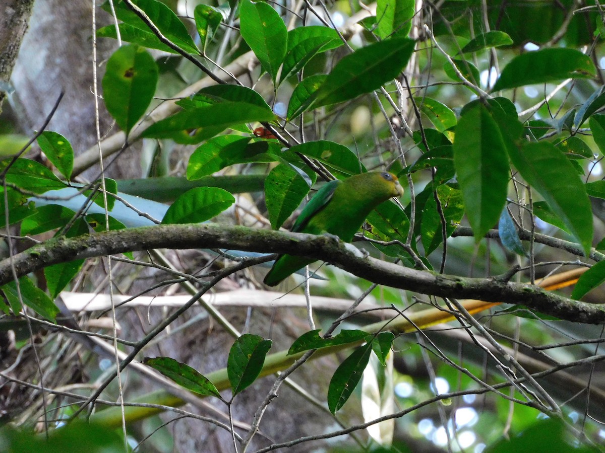 Golden-tailed Parrotlet - ML611601638