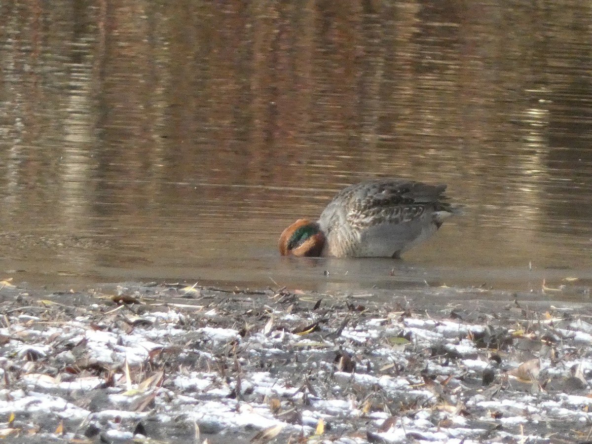Green-winged Teal - ML611601896