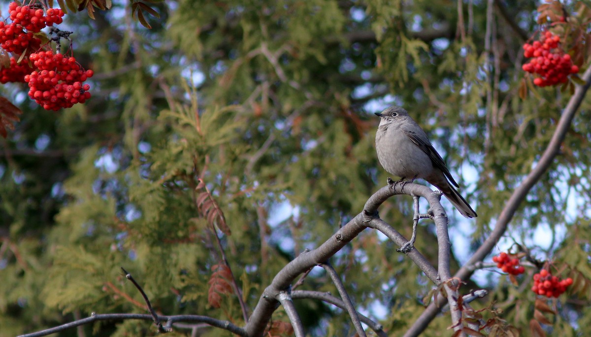 Townsend's Solitaire - Yves Gauthier (Mtl)