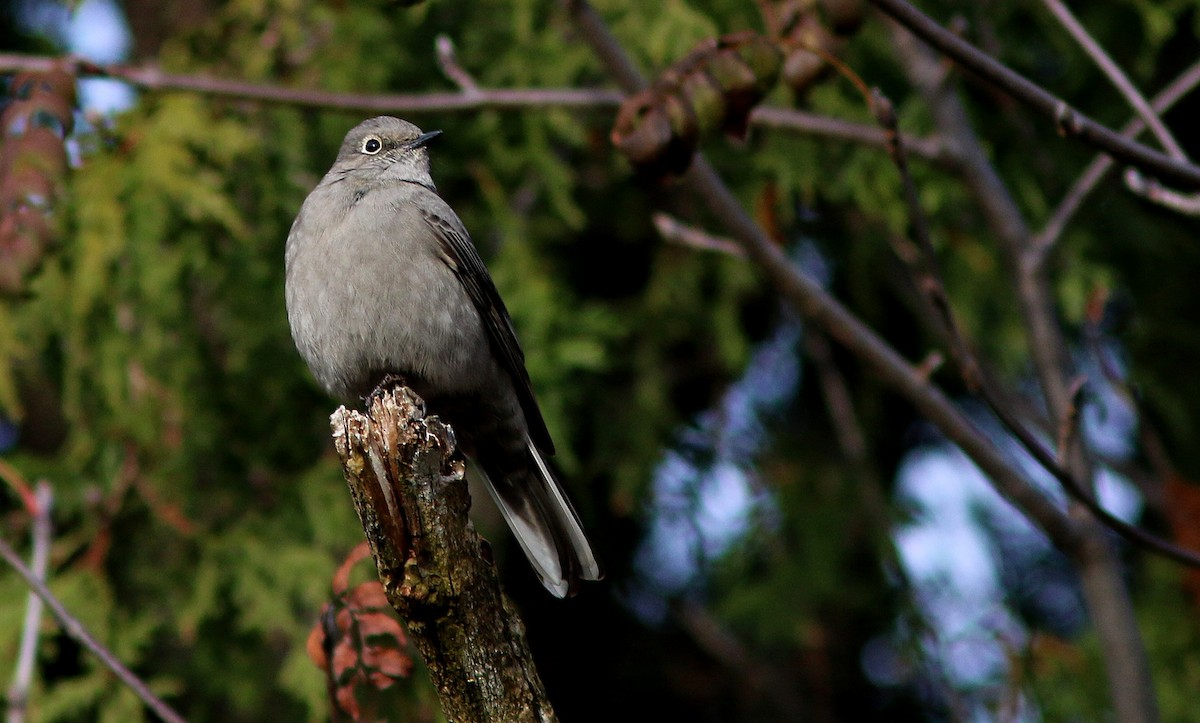 Townsend's Solitaire - ML611602270