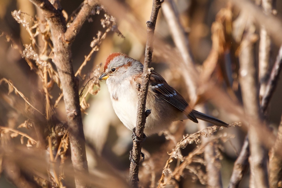 American Tree Sparrow - ML611602301