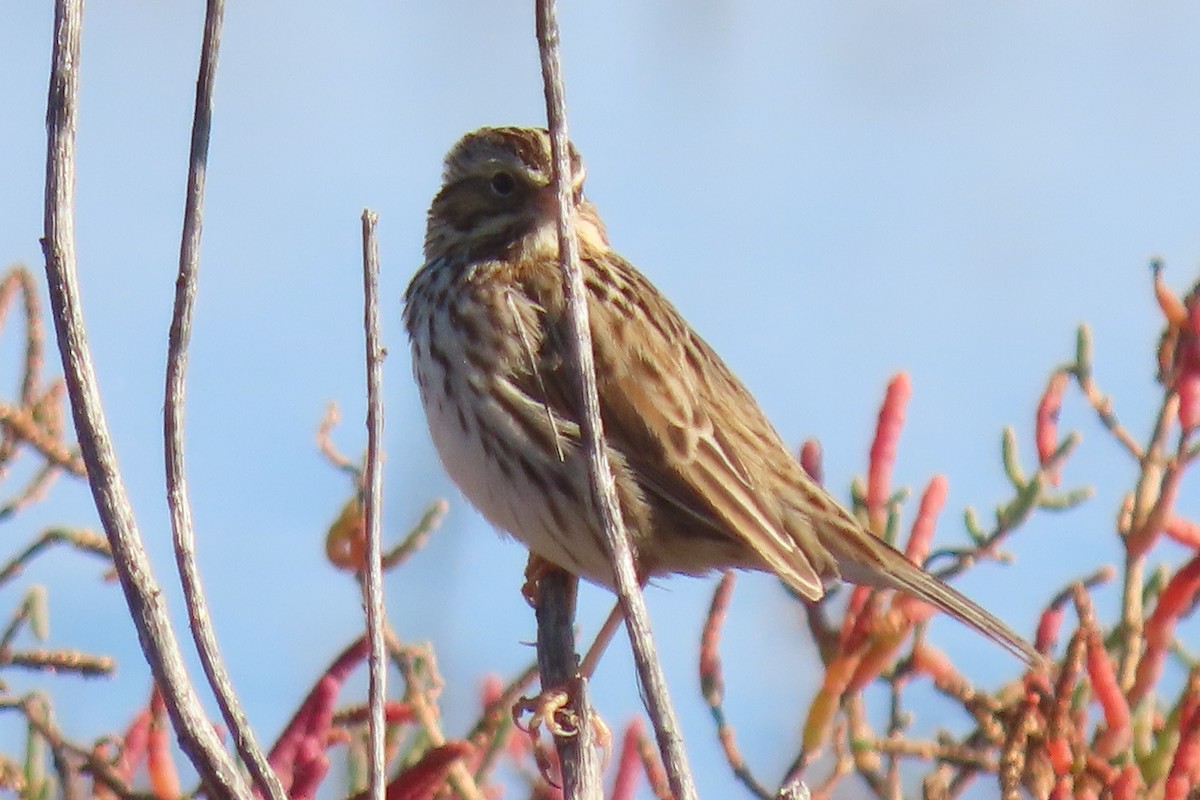 Savannah Sparrow - ML611602613