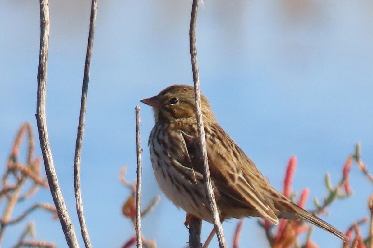 Savannah Sparrow - ML611602623