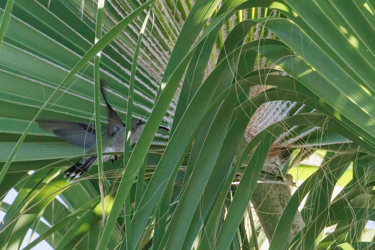 Puerto-Rico-Mangokolibri - ML611603178