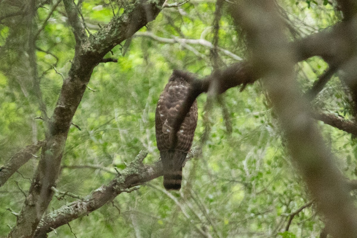Roadside Hawk - ML611603291