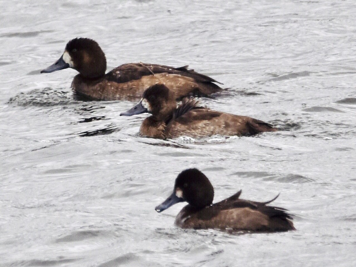 Greater Scaup - ML611603744