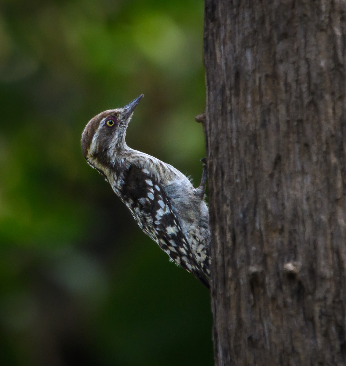 Brown-capped Pygmy Woodpecker - ML611603777