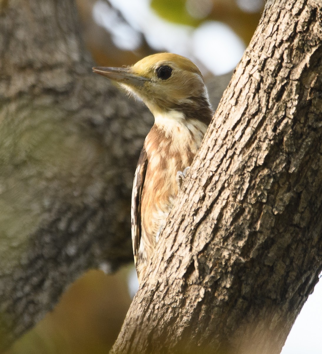 Yellow-crowned Woodpecker - ML611603785