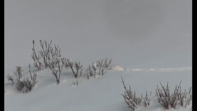 Weißschwanz-Schneehuhn - ML611604277