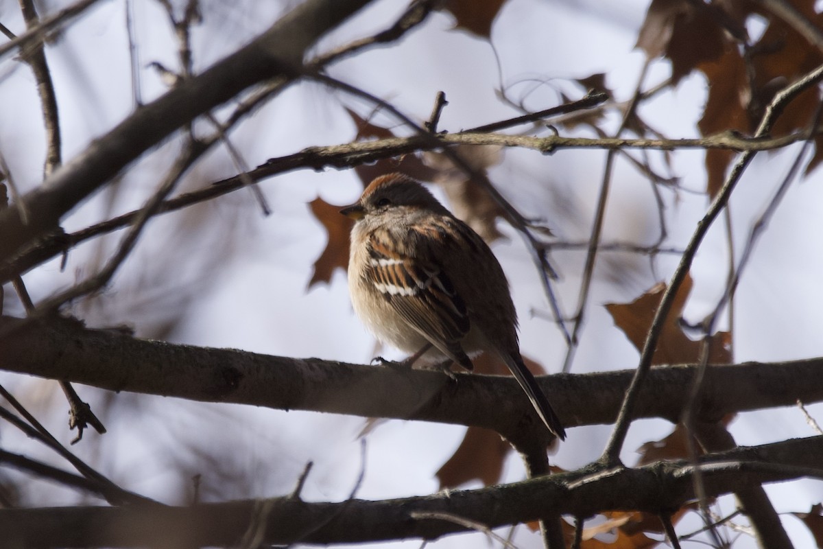 American Tree Sparrow - ML611604283
