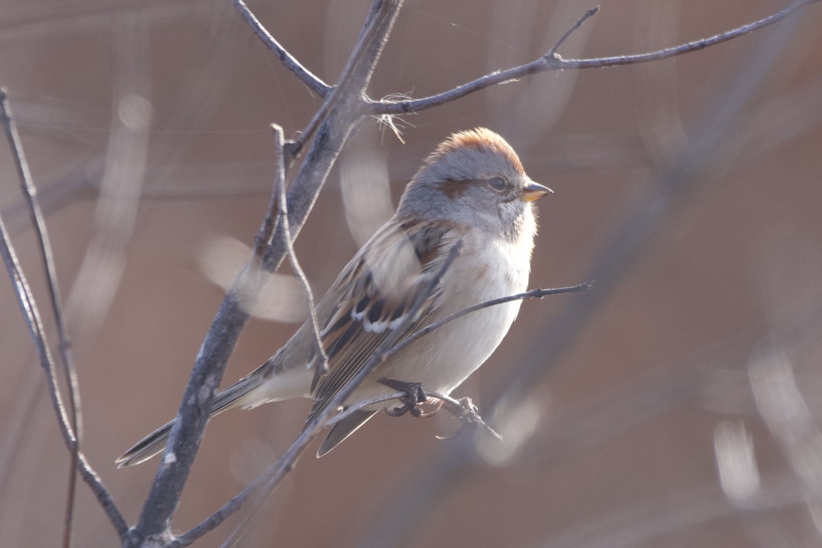 American Tree Sparrow - ML611604284