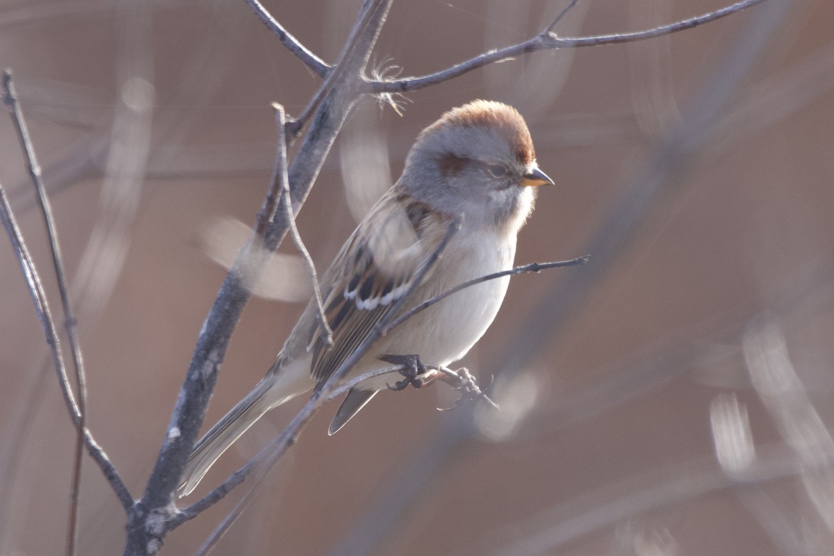 American Tree Sparrow - ML611604285