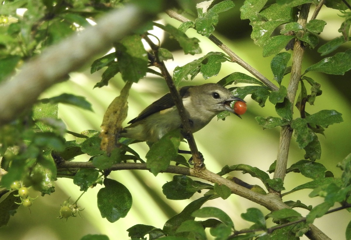 Pygmy Flowerpecker - Noam Markus