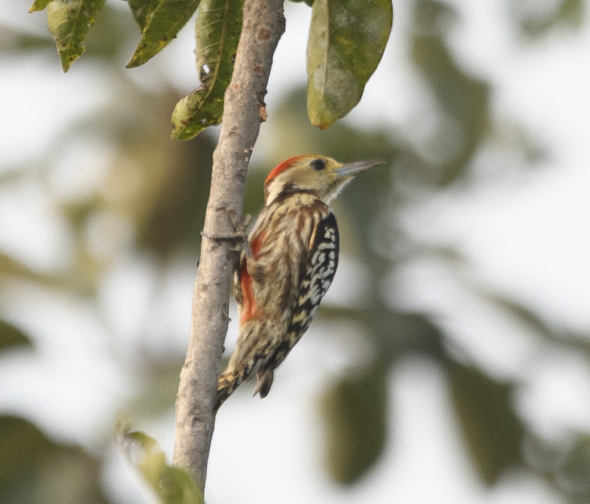 Yellow-crowned Woodpecker - ML611604491