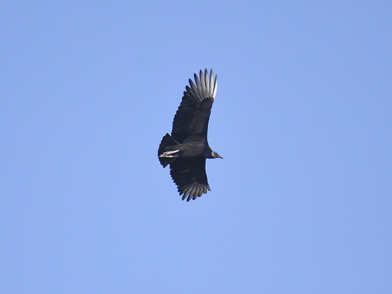 Black Vulture - ML611605128