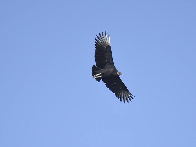 Black Vulture - ML611605129