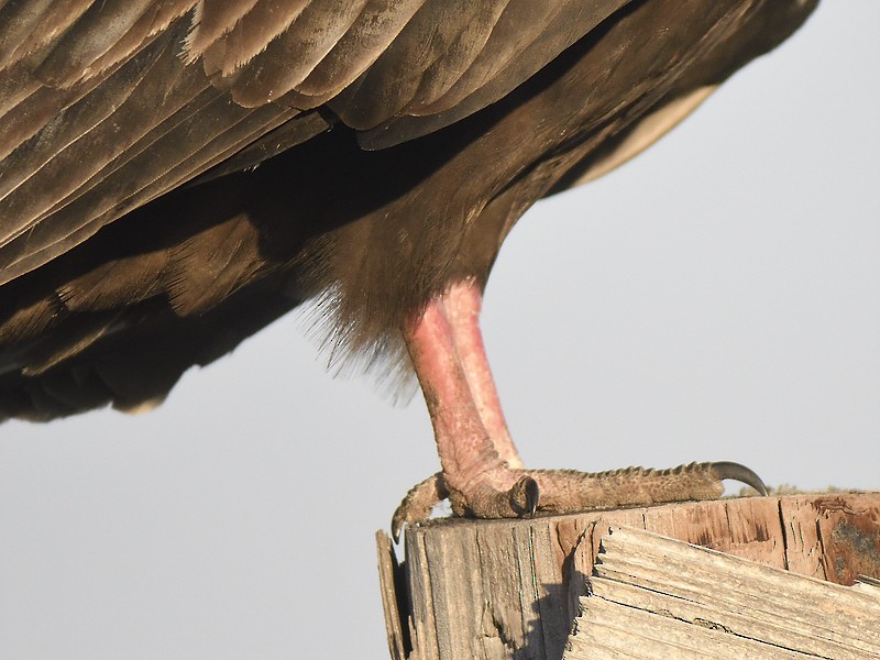 Turkey Vulture - Joseph Kennedy