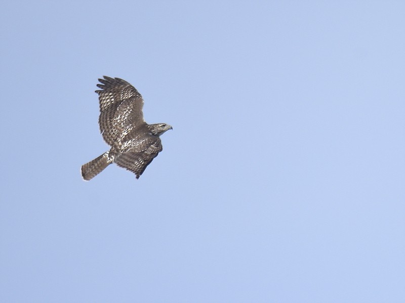 Red-tailed Hawk - ML611605157