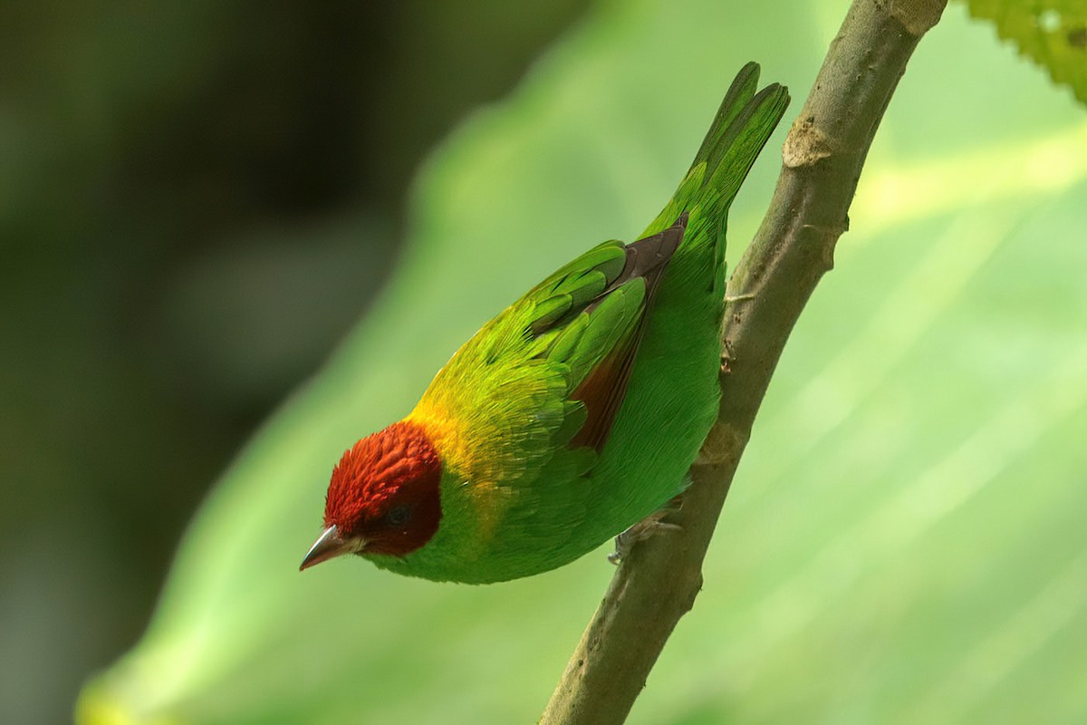 Rufous-winged Tanager - ML611605334
