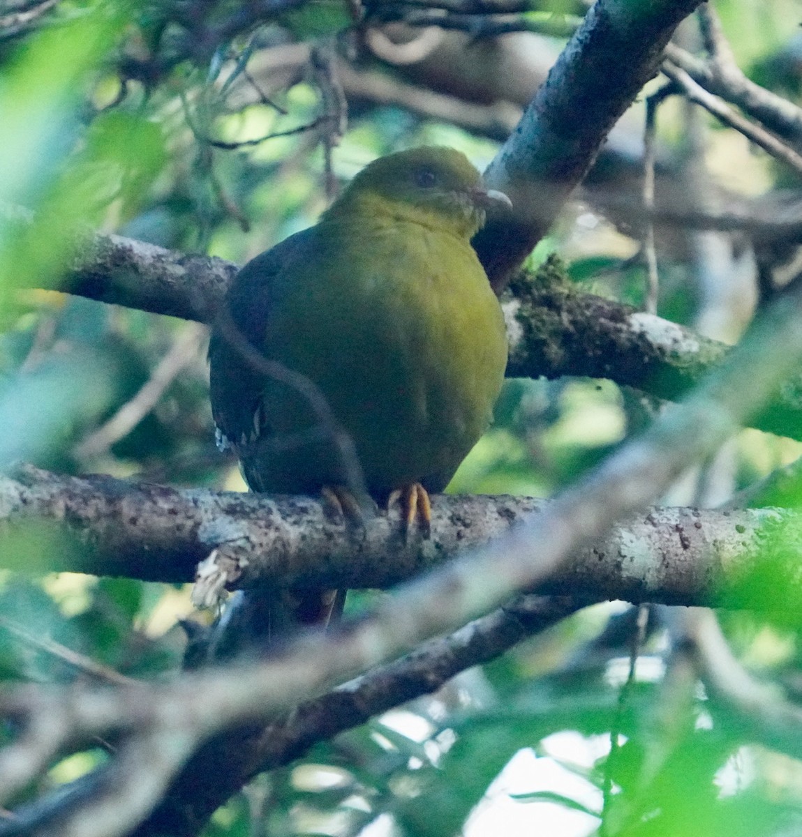 Мадагаскарский зелёный голубь - ML611605427