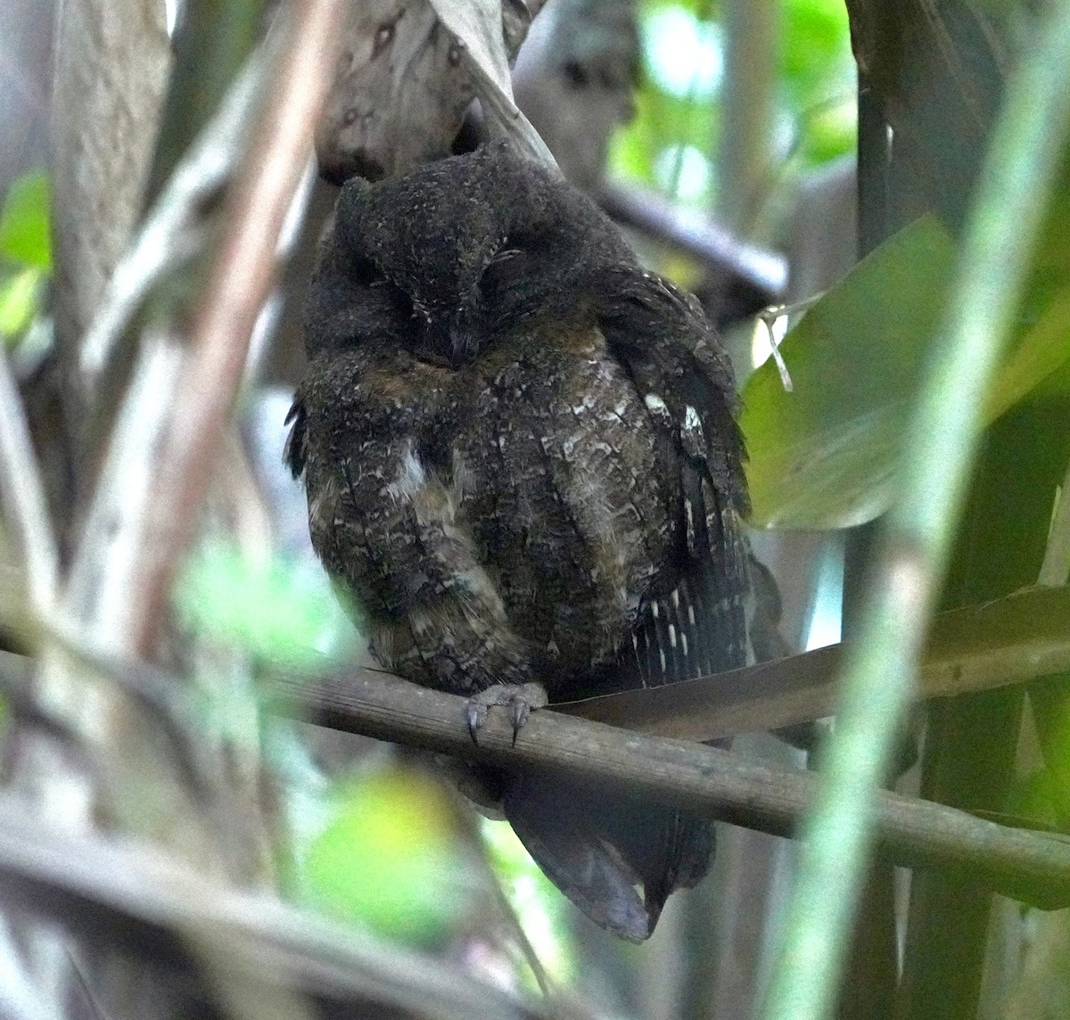 Madagascar Scops-Owl (Rainforest) - ML611605467