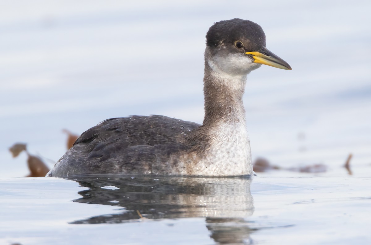Red-necked Grebe - Mark Chappell