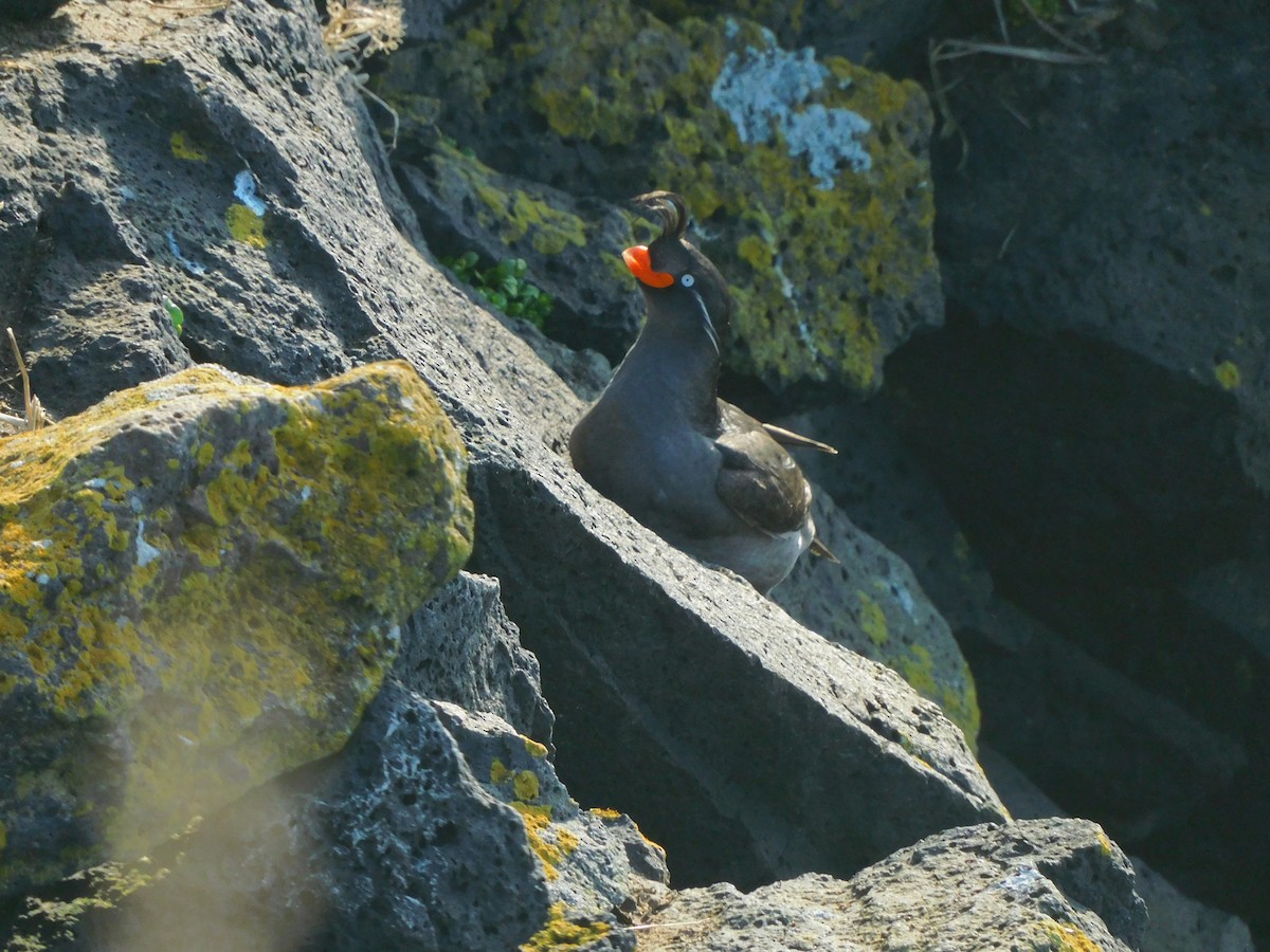 Crested Auklet - ML611605623