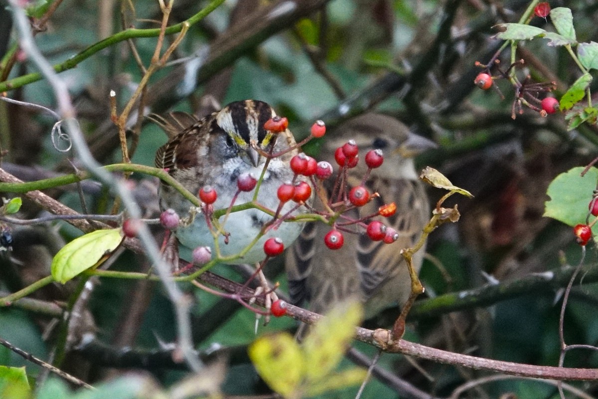 White-throated Sparrow - ML611605757