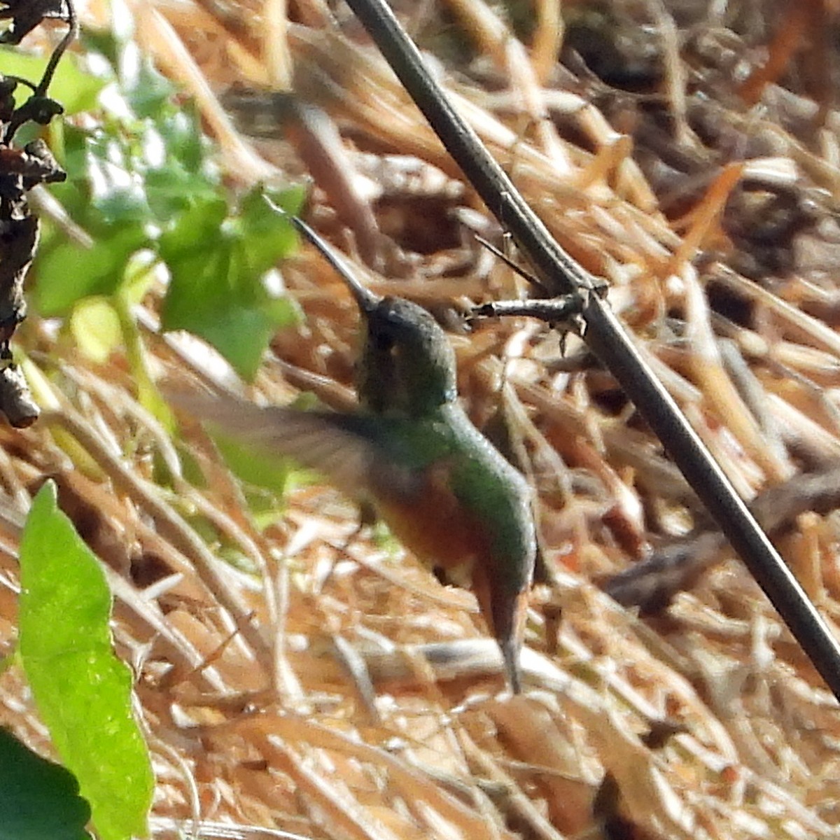 Allen's Hummingbird - ML611605846