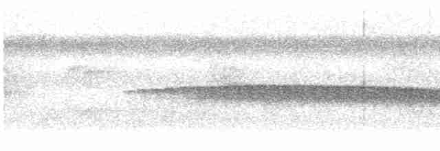 Dreibinden-Ameisenvogel - ML611605925