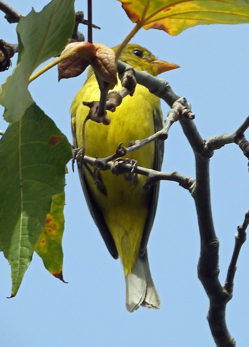 Western Tanager - ML611605959