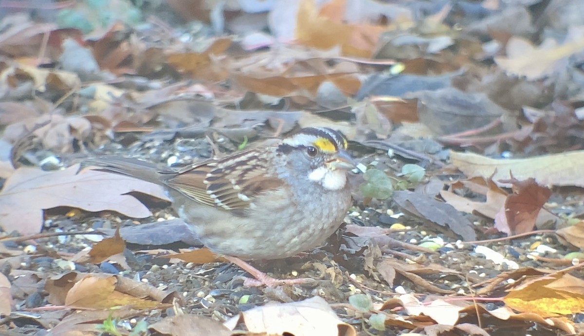 White-throated Sparrow - ML611605979
