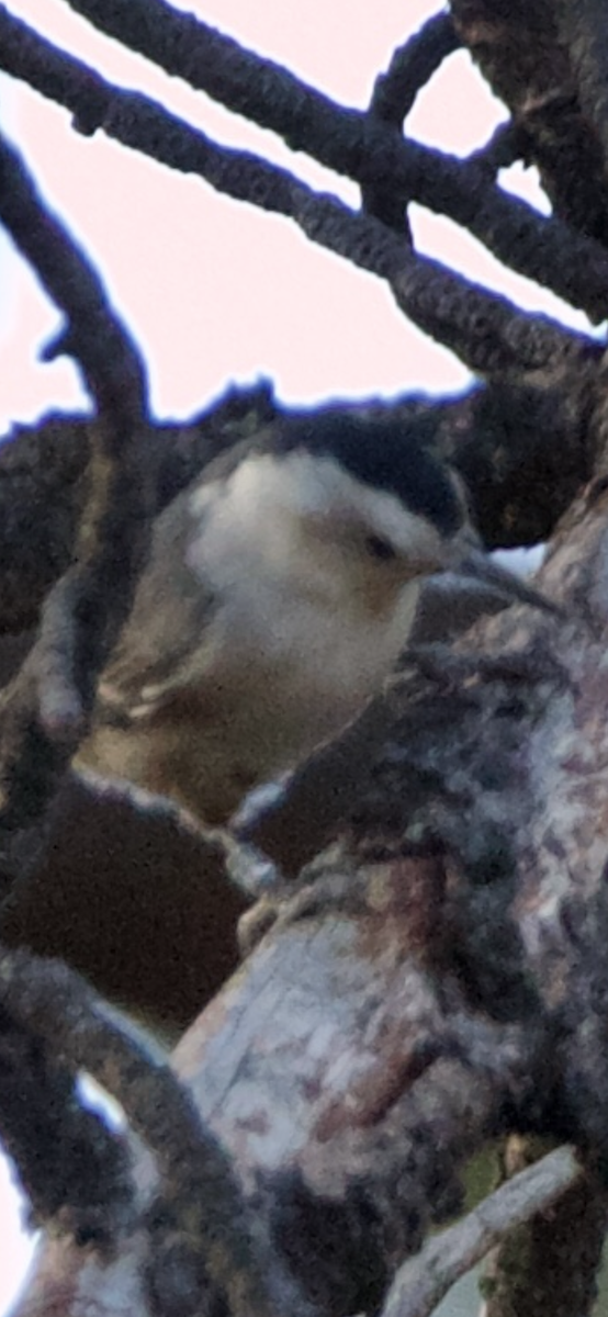 White-breasted Nuthatch - ML611606225