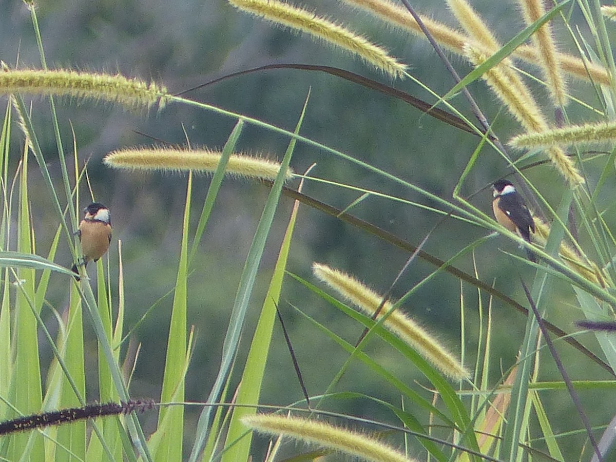 Cinnamon-rumped Seedeater - ML611606280